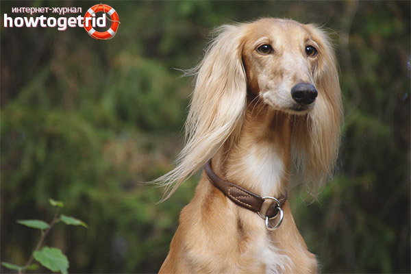 Health and longevity saluki