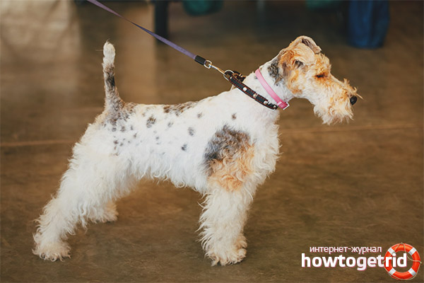 Wire Fox Terrier