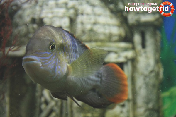 Aquarium fish Akara turquoise