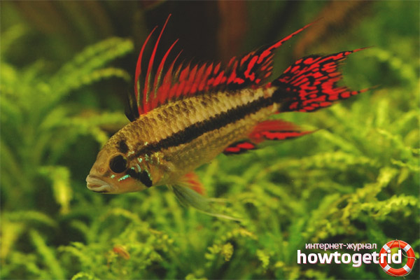 Aquarium fish apistogram cockatoo