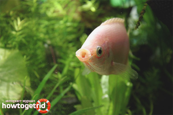 Aquarium fish kissing gourami