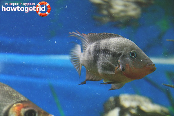 Aquarium fish cichlazoma meek