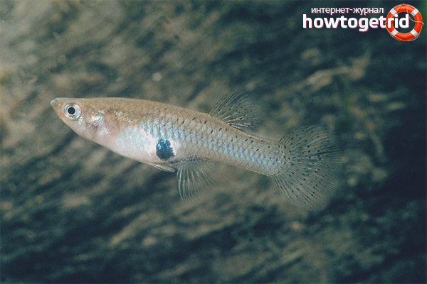 Aquarium fish Gambusia