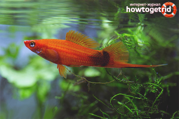 Aquarium fish Swordsman