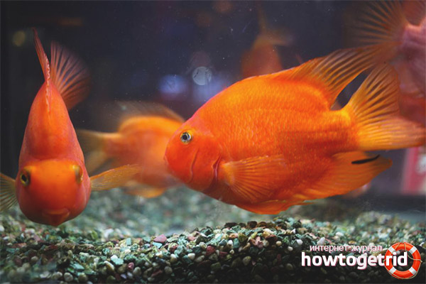 Aquarium Parrot Fish