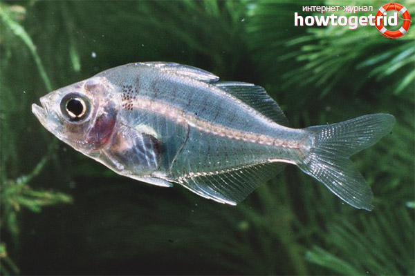 Aquarium fish glass perch