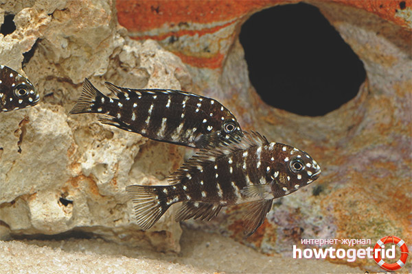 Aquarium fish star trophy