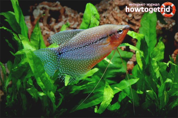 Aquarium fish pearl gourami