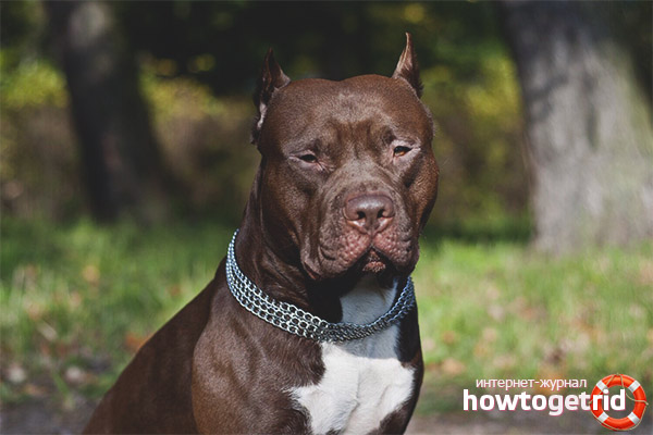 American Pit Bull Terrier