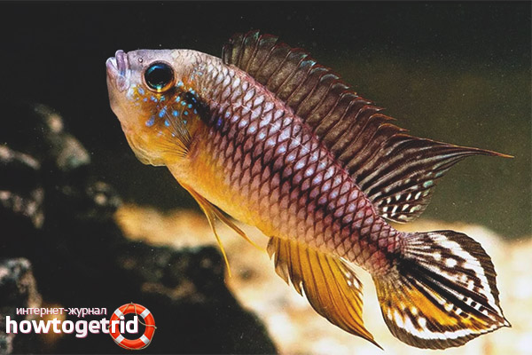 Apistogram agassitsa