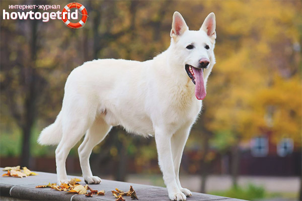 White Swiss Shepherd Dog