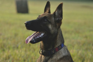 Belgian shepherd dog