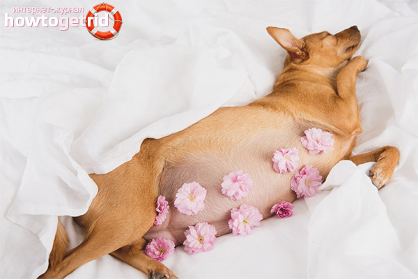 Pregnancy in small dog breeds