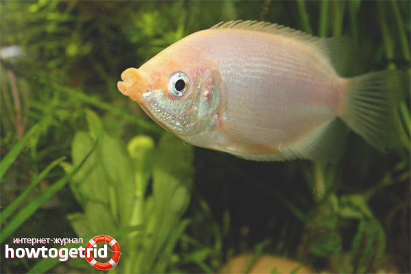 Gourami kissing