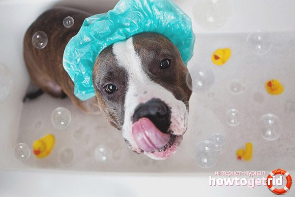 How and how to wash a dog