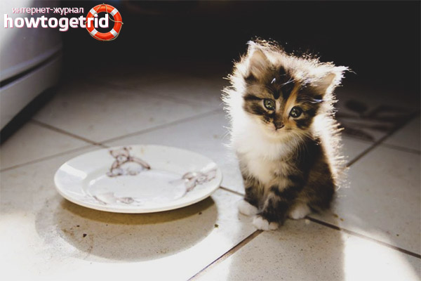 How to feed a kitten with diarrhea