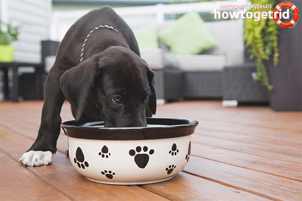 How to feed a dog after childbirth