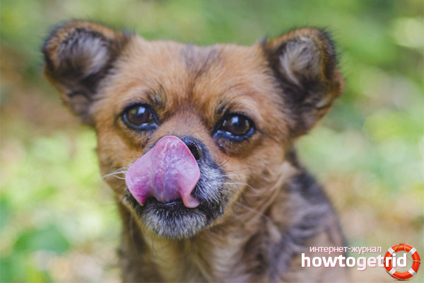 What to do if the dog often licks its lips