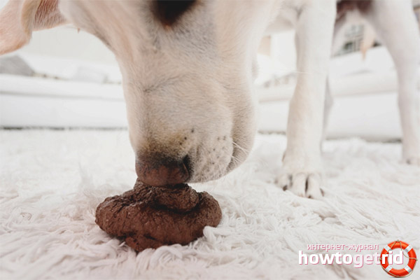 What to do if a dog eats feces