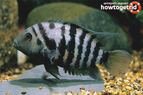 Cichlazoma black-banded