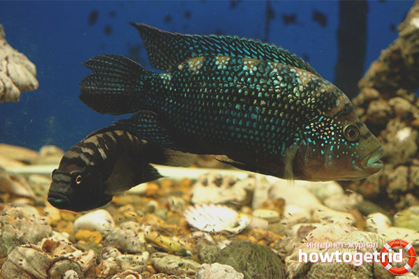 Cichlazoma eight-lane