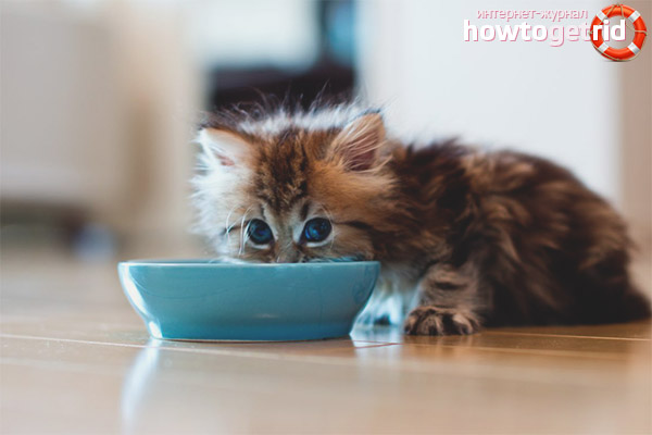 Diet for kittens with diarrhea