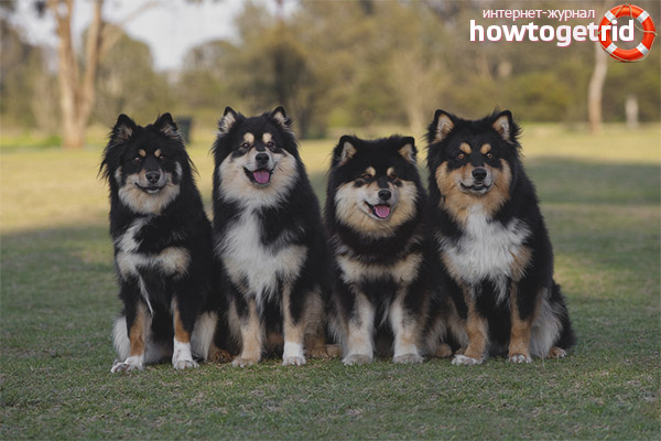 Finnish Lapphund Training