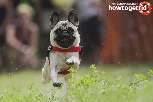 Training and the nature of pugs