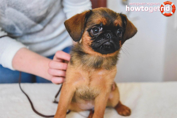 Training and the nature of ptit Brabancon