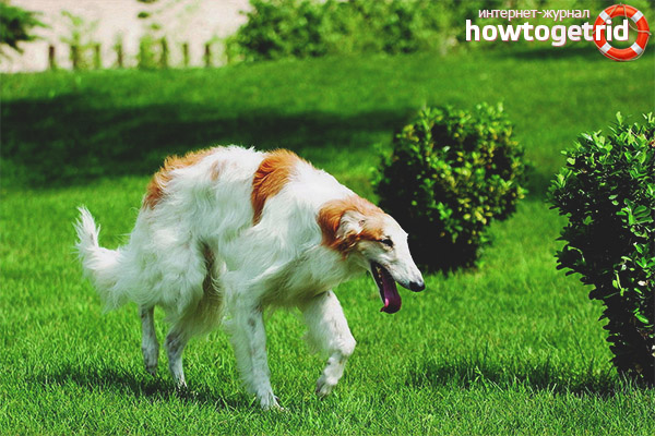 Training Russian canine greyhound