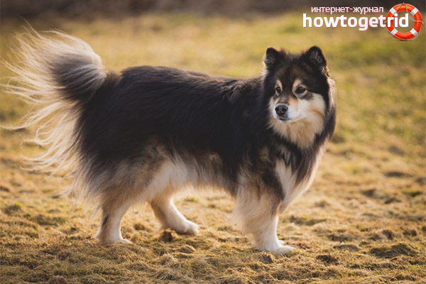 Finnish lapphund