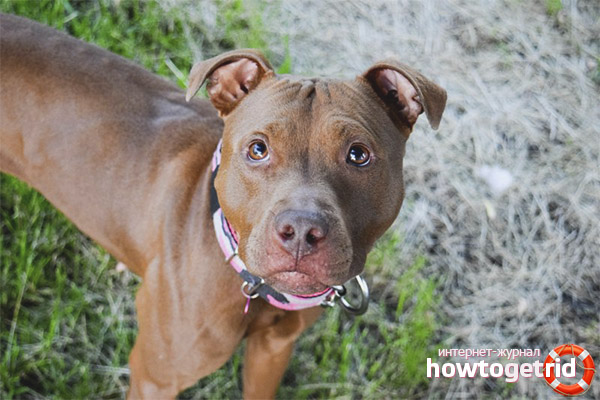 American Pit Bull Terrier Character