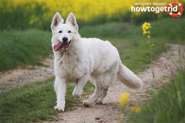 White Swiss Shepherd Character