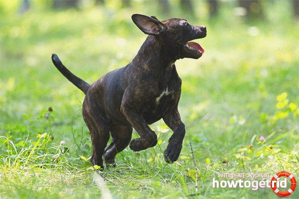 Character of the Spanish Alano