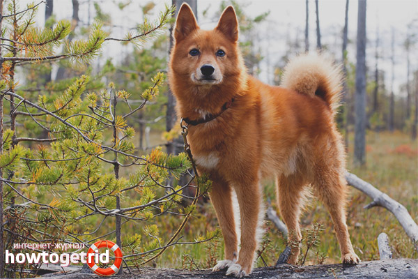 The character of the Karelian-Finnish husky