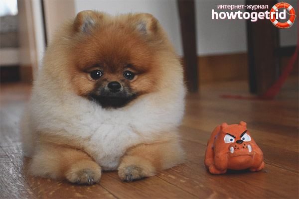 Pomeranian character