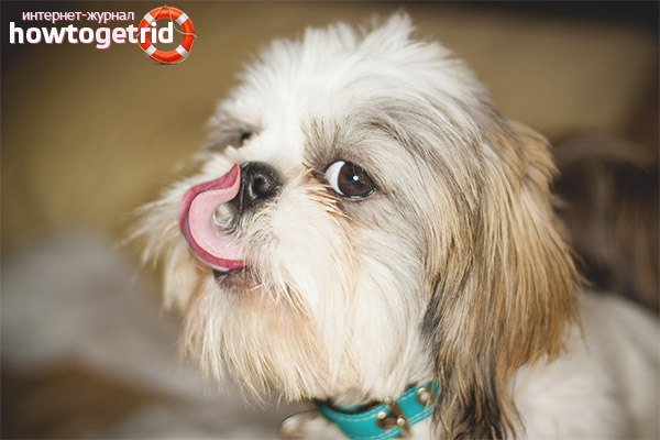 Shih Tzu breed character