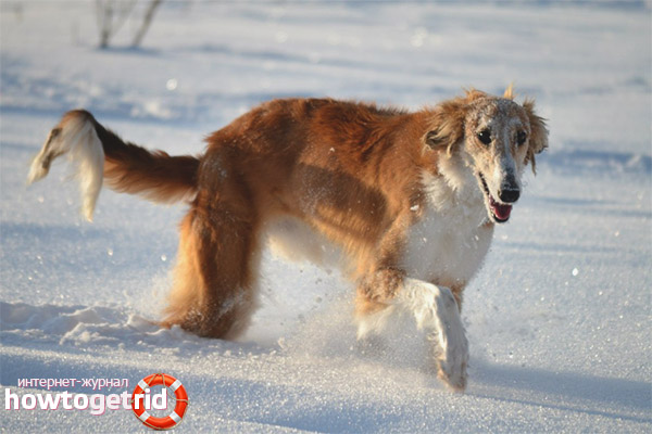 Character of a Russian canine greyhound