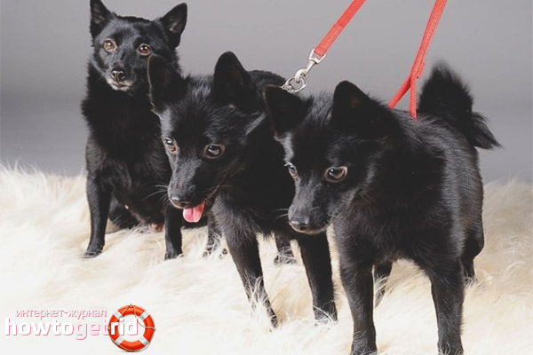 Schipperke Charakter