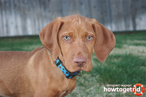 The nature of the Hungarian vyzhly