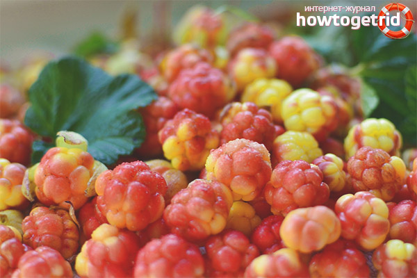 The use of cloudberries in medicine