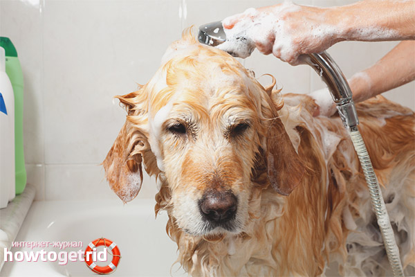How often can a dog be washed?