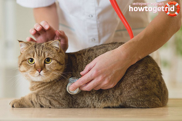 How to diagnose diabetes in cats