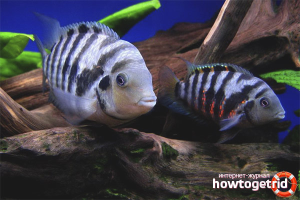 How to feed black-striped cichlases