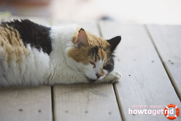 How to protect a cat from heat stroke