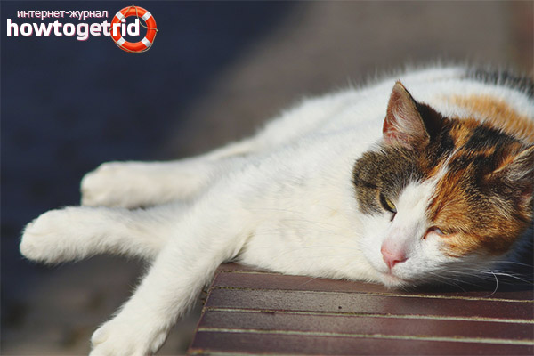 How to provide first aid to an animal with heat stroke