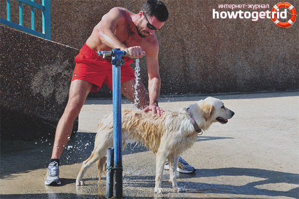 How to help a dog in the heat