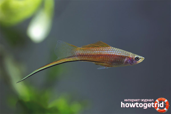 How to feed the swordsmen