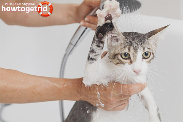 How to bathe a cat