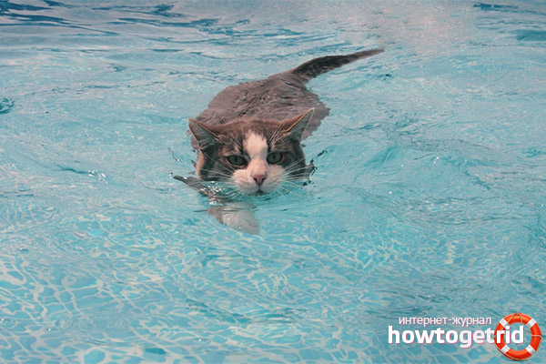 Comment former un chat à l'eau